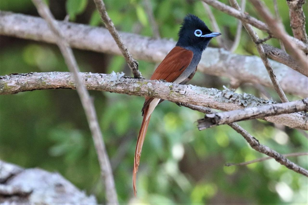 Birds Babble Self Catering Hotel Mbombela Екстериор снимка