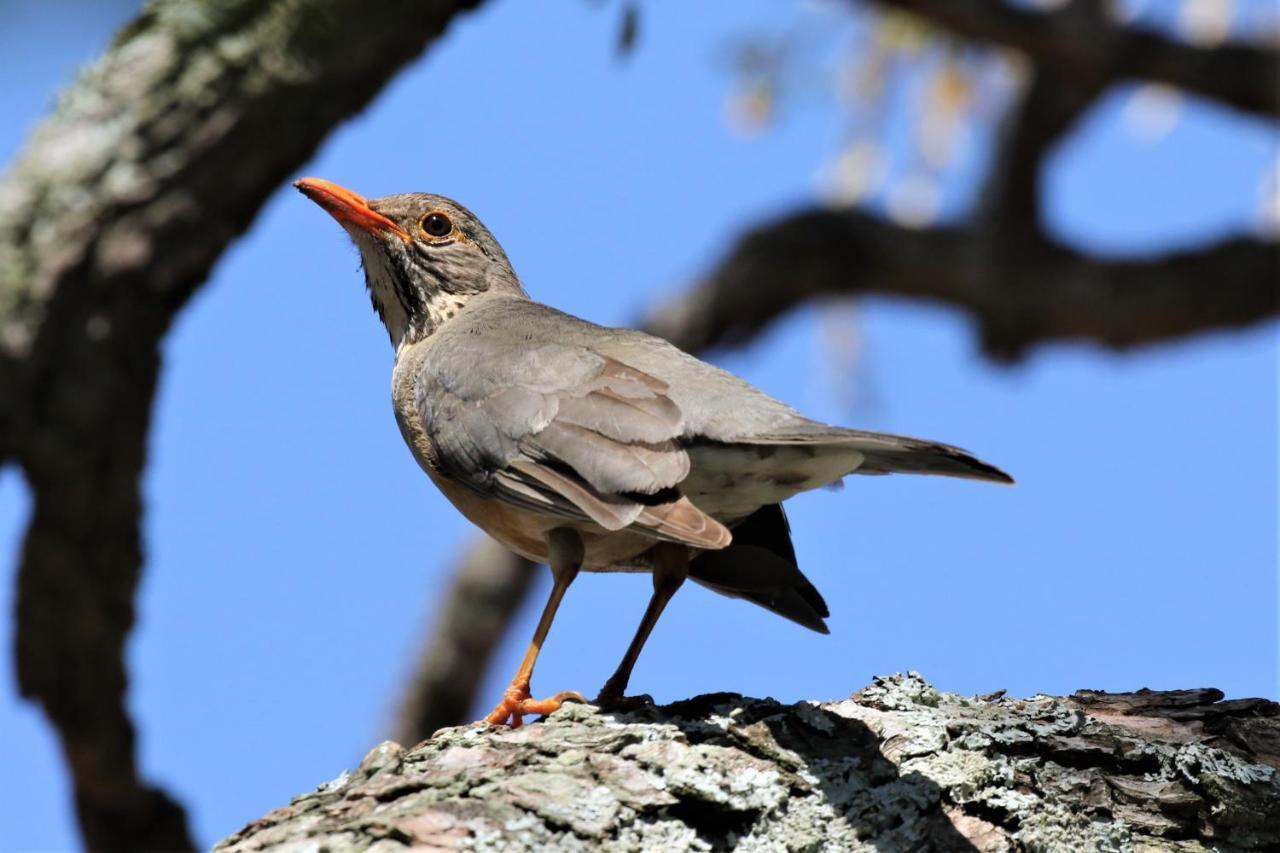 Birds Babble Self Catering Hotel Mbombela Екстериор снимка