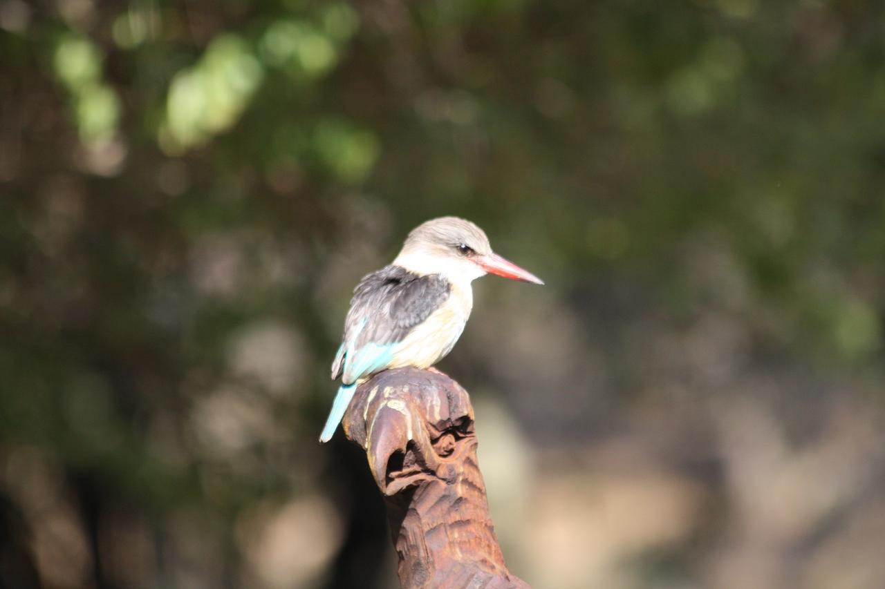 Birds Babble Self Catering Hotel Mbombela Екстериор снимка